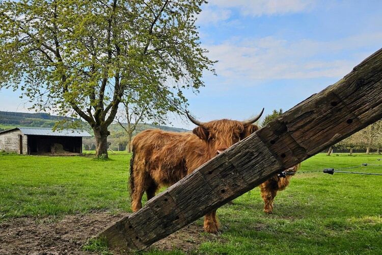 Waldolala, ancienne ferme pour 20 personnes à Freyneux - Photo 23