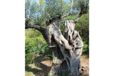 Casita avec vue sur la mer à Sóller : photo 26