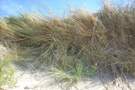 Cottage 4 pers. à 400 m de la plage, Bretteville sur Ay : photo 17