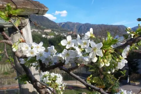 Appartement Löwenzahn à Kuens, balcon sud avec vue Merano : photo 6