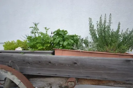 Appartement Löwenzahn à Kuens, balcon sud avec vue Merano : photo 12