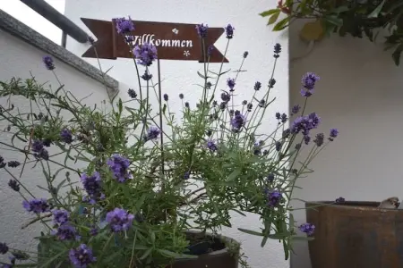 Appartement Löwenzahn à Kuens, balcon sud avec vue Merano : photo 20