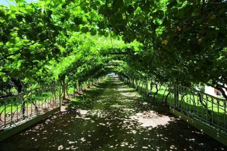 Maison Schrenteweinhof entre vignes et vergers à Lana : photo 4
