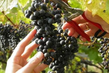 Maison familiale sur vignes avec vue Merano : photo 23