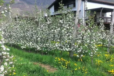 Maison avec étang de baignade à Algund : photo 19