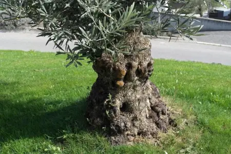 Maison Voglsang à Algund, meubles artisanaux et jardin privé : photo 7