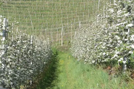 Maison Voglsang à Algund, meubles artisanaux et jardin privé : photo 19