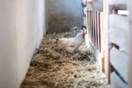 Gîte de ferme 12 pers. à Barbian avec spa nordique : photo 8