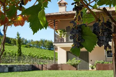 Maison vignoble Eppan, vue Dolomites, certifiée KlimaHaus : photo 7