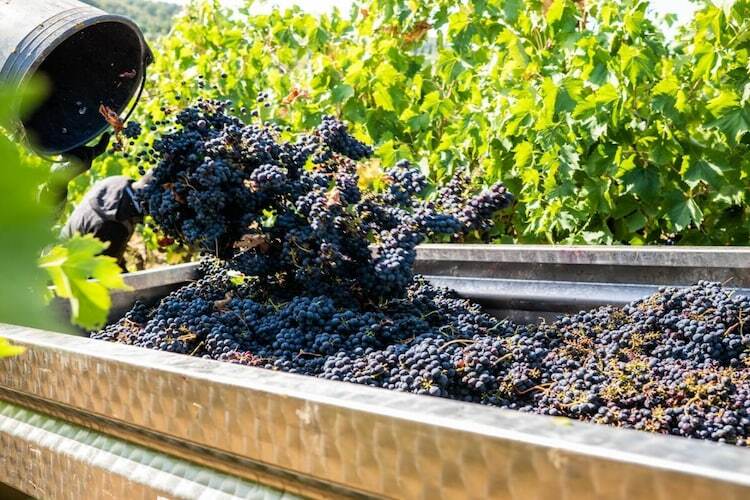 Maison Orzale : 6 pers., piscine et vignoble toscan - Photo 31