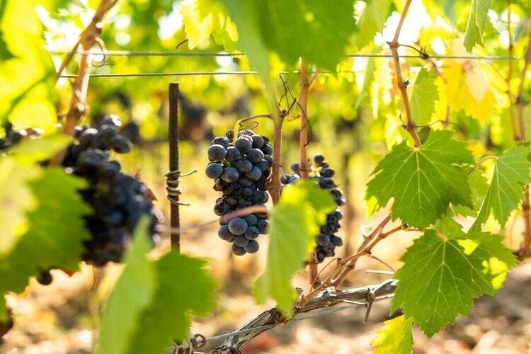 Maison en domaine viticole toscan avec piscine - Photo 26