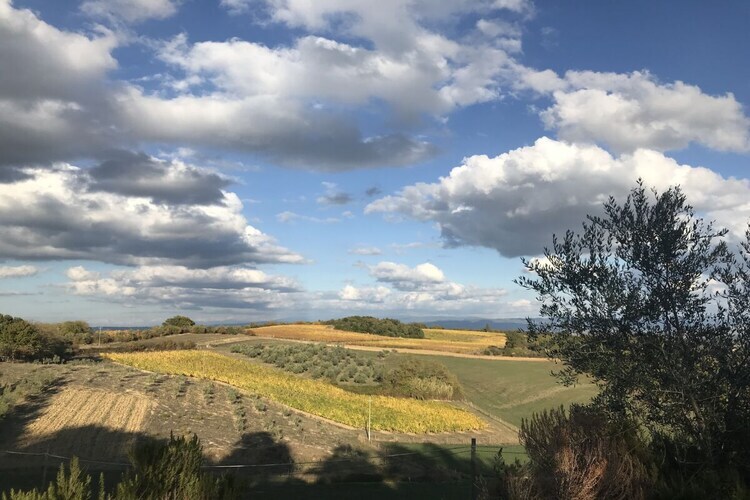 Maison toscane 6 pers. à San Gimignano, oliviers et terrasse - Photo 17