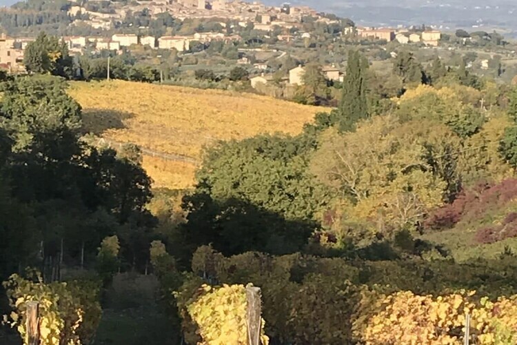 Maison toscane 6 pers. à San Gimignano, oliviers et terrasse - Photo 19