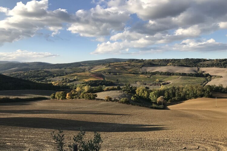 Maison toscane 6 pers. à San Gimignano, oliviers et terrasse - Photo 32