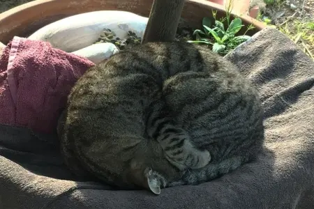 Maison toscane avec terrasse vue campagne à Morrona : photo 25