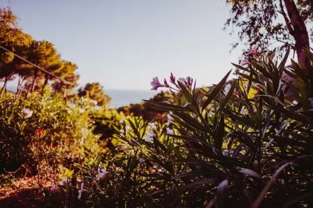 Maison 6 pers. en pinède avec vue mer à Capoliveri : photo 8