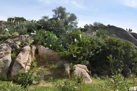 Maison 100 m² vue mer à Porto Cervo, jardin méditerranéen : photo 4
