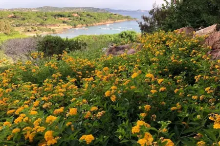 Maison en coquillage bord de mer, San Teodoro : photo 21