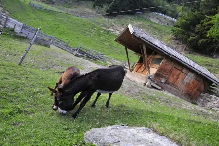 Maison Meran à Lana-Völlan, 6 pers., piscine : photo 26