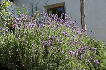 Maison de vacances à Algund avec étang de baignade : photo 11