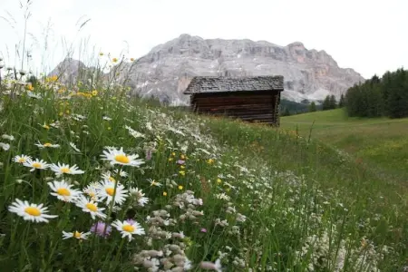 Appartement neuf à Wengen avec balcon sud et navette ski : photo 25