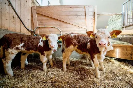 Ferme Braunhof, maison historique à Völs am Schlern : photo 9