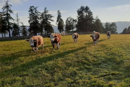 Ferme Braunhof, maison historique à Völs am Schlern : photo 30