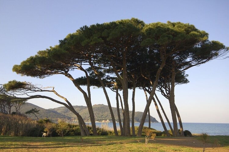 Maison 5 pers., 200 m de la mer à San Vincenzo - Photo 17
