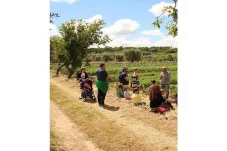Trullo L'Alcova, maison traditionnelle en oliveraie : photo 19