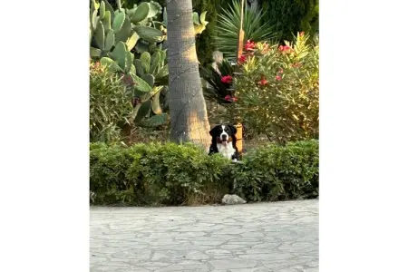 Finca avec piscine et jardin à Berlin, pour 3 personnes : photo 13