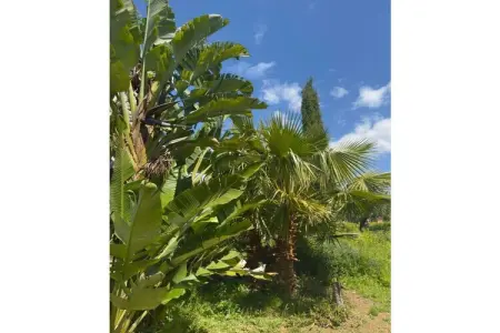 Finca avec piscine et jardin à Berlin, pour 3 personnes : photo 33