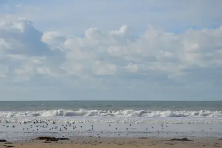Maison avec véranda et cheminée, dunes et plage, Bretteville-sur-Ay : photo 19