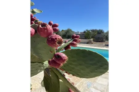 Maison avec piscine privée à Uggiano Montefusco, près de la mer Ionienne : photo 13