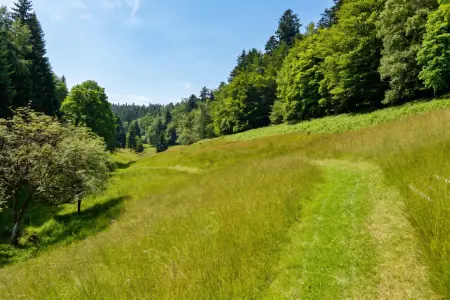 Maison 4 chambres à Wangenbourg-Engenthal, jardin et vue montagne : photo 45