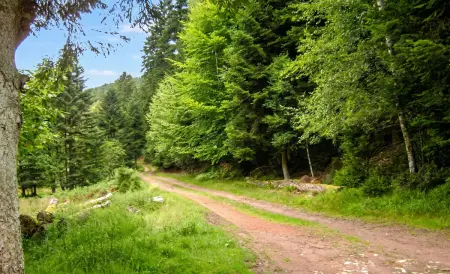 Maison 4 chambres à Wangenbourg-Engenthal, jardin et vue montagne : photo 46