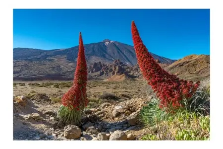 233005, « Flora » à La Paz : photo 33