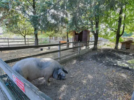 Gîte pour 8 personnes avec animaux acceptés à Méry-sur-Seine : photo 5
