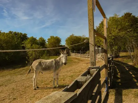 Gîte pour 8 personnes avec animaux acceptés à Méry-sur-Seine : photo 7