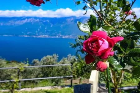 Maison Glicine à Tignale : terrasse vue lac et jardin commun : photo 36