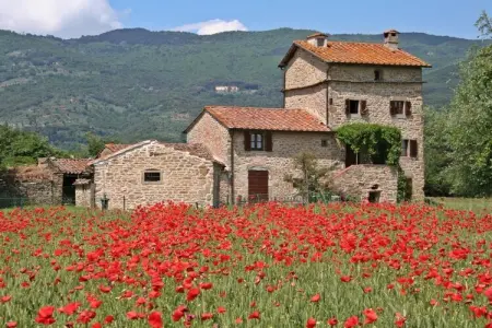 270394, Villa à Cortona avec piscine : photo 1