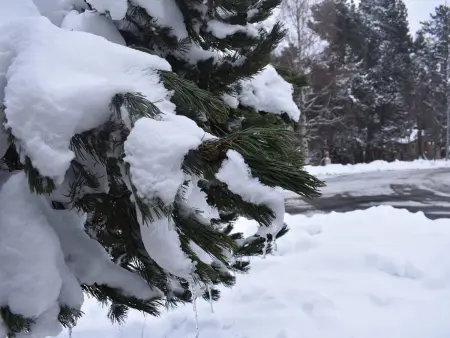 Studio cabine à Bolquère, à 100 m des pistes de ski : photo 10