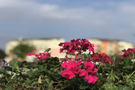Maison de vacances à Caorle : 1 chambre, climatisation et balcon : photo 12