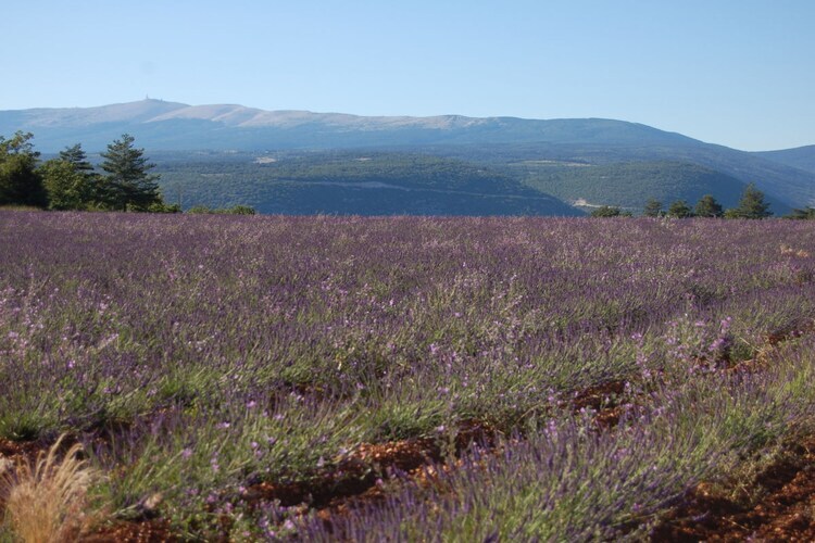103895, avec piscine dans le magnifique Luberon - 611 JOU - Photo 15