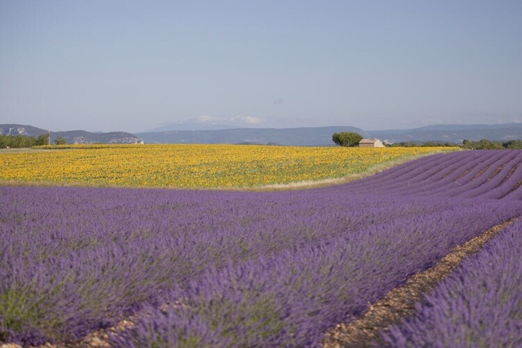 103895, avec piscine dans le magnifique Luberon - 611 JOU - Photo 18
