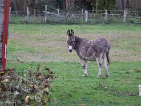 Gîte Maison de charme à La Chapelle-Montligeon, 10 pers., animaux OK : photo 2