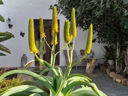 Maison de village avec jardin tropical privé et grill à Guatiza : photo 6