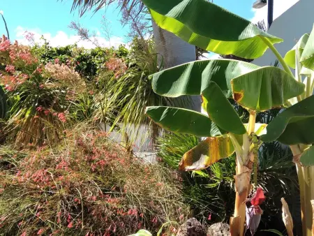 Maison de village avec jardin tropical privé et grill à Guatiza : photo 8