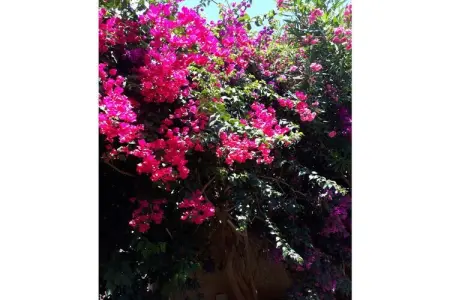 102434, Maison de vacances à Denia avec piscine : photo 12