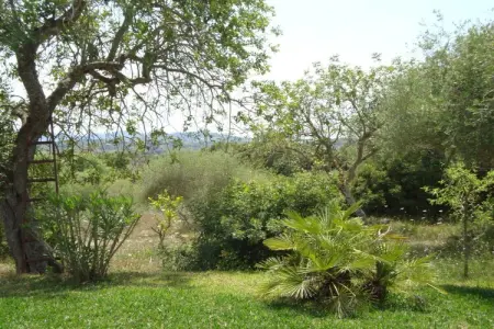 141629, Finca avec 3 chambres : photo 8