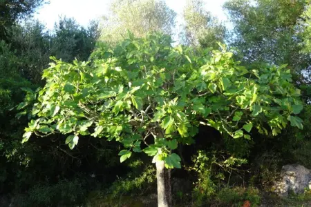 141629, Finca avec 3 chambres : photo 19